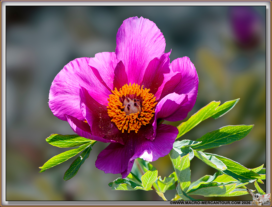 Pivoines